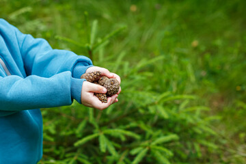 A boy shows pine cones collected in the forest. Childhood moments. Nature.