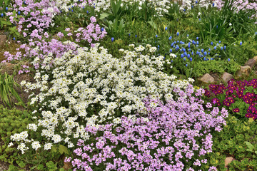 Arabis - an early spring flower, primrose