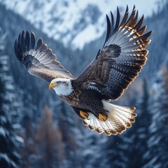 eagle in flight