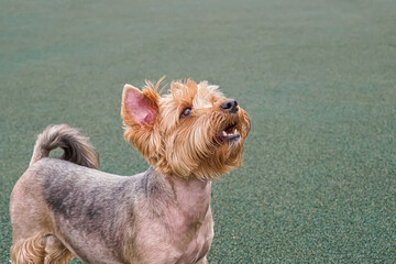 Dog. Yorkshire terrier. A pet. A funny, purebred dog. A cherished companion.