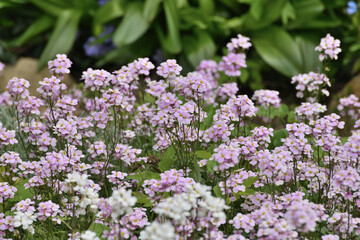 Arabis - an early spring flower, primrose