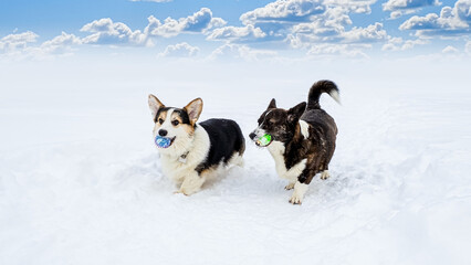 Dog. Welsh corgi Pembroke. Two purebred dogs with a toy are running through the snow. Pets