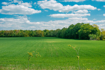 Landscape with green meadow and trees under cloud sky in summer