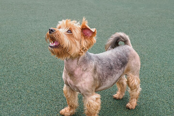 Dog. Yorkshire terrier. A pet. A funny, purebred dog. A cherished companion.