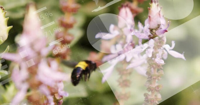 On faint data overlay emerging, bee hovering feeding collecting nectar on pink flower spike