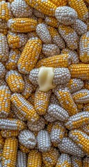 Close-up of many small ears of corn, yellow and white, some with butter