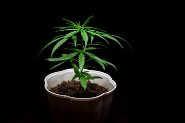 Premium Cannabis Plant Stock Photos  | High-Quality Visuals | professional stock photography of cannabis plants for commercial use. HD visuals ideal for websites, ads, and educational content.