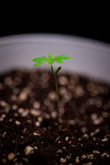Cannabis Plant Seedling Phase Stock Photos  | High-Quality Visuals | professional stock photography of cannabis Plant for commercial use. HD Visual ideal for websites, ads, and educational content.