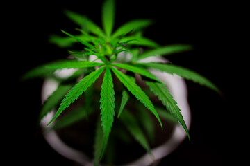 Sativa Cannabis Plant Stock Photos  | High-Quality Visuals | professional stock photography of cannabis plants for commercial use. HD visuals ideal for websites and educational content.