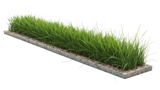 Stock photo of green grass in a concrete planter box for landscaping and garden design elements isolated