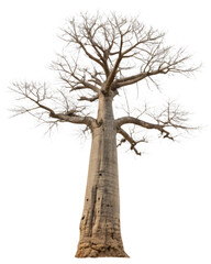 Fototapeta premium Baobab tree, isolated PNG transparent background