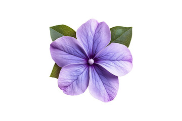 Single Vince Flower in Full Bloom Isolated on Transparent Background