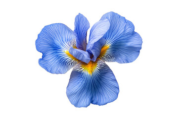 Top View of a Single Iris Flower in Full Bloom Isolated on Transparent Background