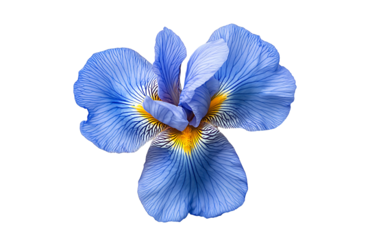 Top View of a Single Iris Flower in Full Bloom Isolated on Transparent Background