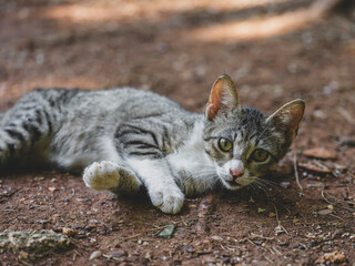 cute tabby cat in the garden