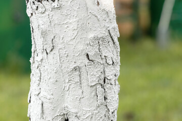 Tree bark close-up.Abstract background with whitewashed tree bark.
