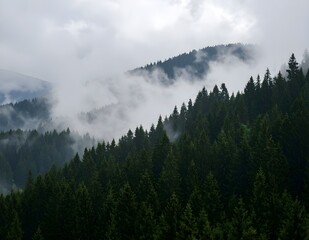 An expansive evergreen forest blankets a mountain, with mist and low clouds drifting through the trees under a dramatic, overcast sky.