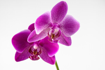 purple orchid isolated on white background
