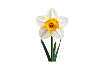 White and Yellow Daffodil Flower in Full Bloom Isolated on Transparent Background