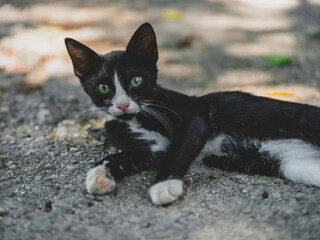 a cute black and white kitty in the park