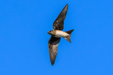 Adult Female Purple Martin in Flight Near Nesting Site – Sussex County, Delaware Wildlife
