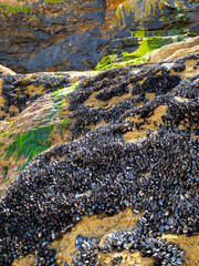 A bed of live marine mussels cling to rocks on the beach at Cardis Bay near St Ives on the north coast of Cornwall, UK. 