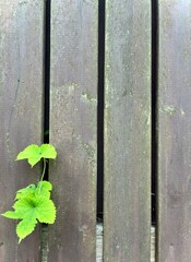 Nature Breaking Through – Green Vine Emerging from Old Wooden Fence