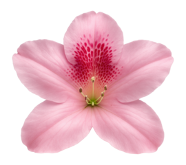 Pink azalea bloom with five petal lobes and a speckled throat pattern