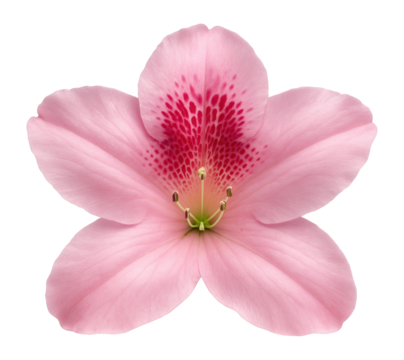 Pink azalea bloom with five petal lobes and a speckled throat pattern