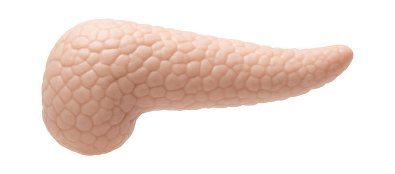 Human pancreas with elongated shape and lobular texture in pale pink color