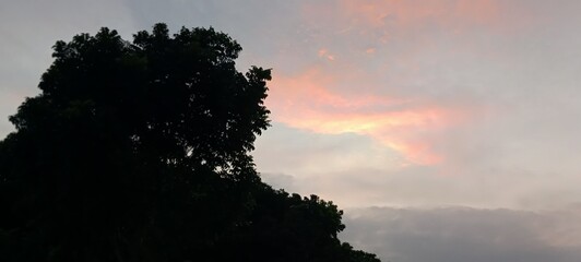 Serene Sunset Silhouette: Dark Leafy Tree Branches Against a Soft Pink and Gray Evening Sky
