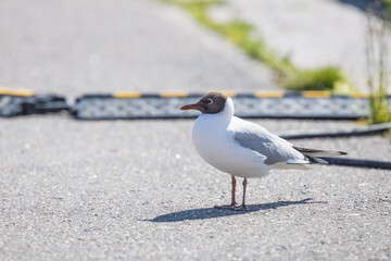 Close-up of a Vibrant Seagull Waiting to Strike at Helsinki Market Square, also known as Kauppatori