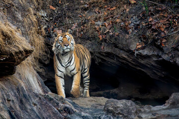 a royal bengal tiger in a rock cave