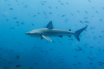 Galápagos-Hai schwimmt mit Begleitfisch im blauen Ozean