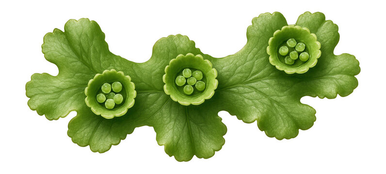 Liverwort thallus with gemmae cups containing gemmae