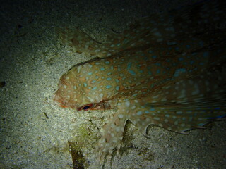 Flying Gurnard at night