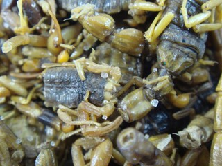 Macro Image of Dried Scorpions Used in Oriental Medicine