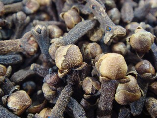 Polyporus umbellatus - Traditional Medicinal Mushroom