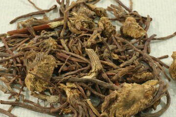 Close-up of Aster tataricus root texture