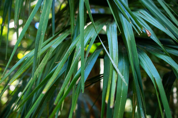 Green leaves of a palm tree in the forest, close-up