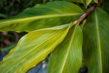 Close up of the green leaves of a ficus carica plant