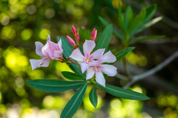 Obraz premium Pink oleander flowers on a tree in the garden, stock photo