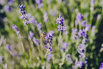 Bee pollinating lavender flowers in full bloom
