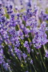 Close up of vivid purple lavender flowers in bloom
