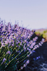 Close up of vivid purple lavender flower row in bloom
