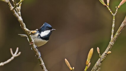 Coal tit (Periparus ater) on a twig, Japan