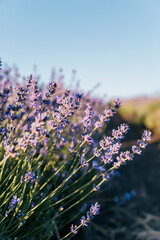 Close up of vivid purple lavender flower row in bloom