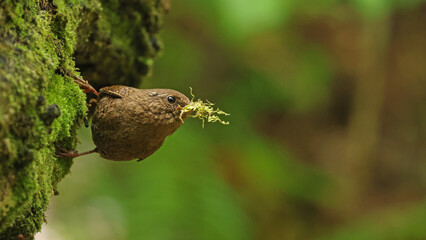 Eurasian wren (Troglodytes troglodytes) with nesting material in the beak, Japan