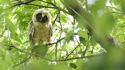 Long-eared owl (Asio otus) worried juvenile looking at you, Japan
