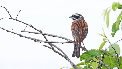 Meadow bunting (Emberiza cioides) perched on a twig, Japan
